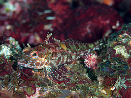 Pseudoblennius cottoides