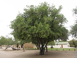 "Doppruim" tree in Augrabies' camping terrain