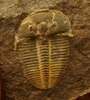 Trilobit Aulacopleura konicki (Joachim Barrande, 1846)