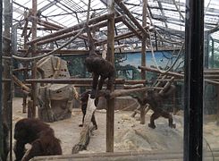 L'espace des orangs-outans dans la serre des grands singes.