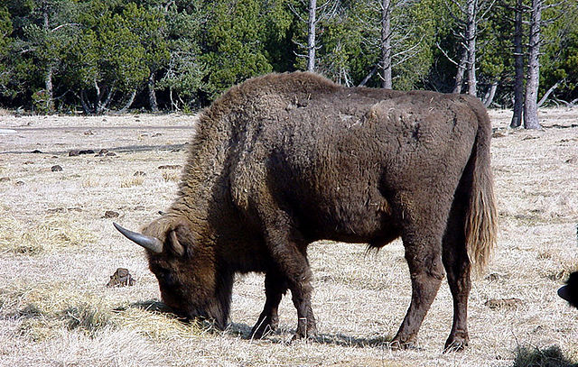 Bison d'Europe à Sainte-Eulalie