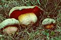 !!Rubroboletus legaliae sin. Boletus satanoides!!