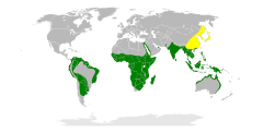 Verde tutmonda disvastiĝo; flave reproduktejoj