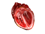 Ciclo cardíaco