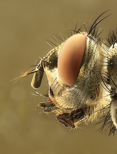 Голова мухи (Calliphoridae)