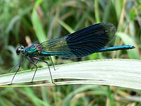 "Belflugila libelo": Calopteryx splendens'