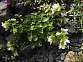 Campanula kemularia 'alba' 1.JPG