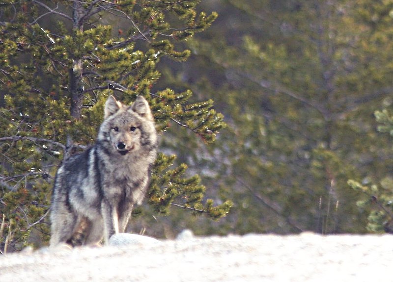 File:Canis lupus in quebec.jpg