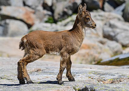 Western Spanish ibex, juvenile, by Alurín