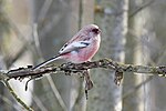 Миниатюра для Файл:Carpodacus sibiricus 331155988.jpg