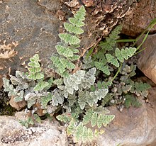 Cheilanthes parryi 1.jpg