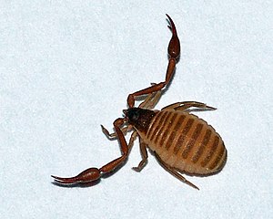 Chelifer cancroides