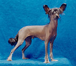 Chinese crested dog