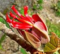 Chiranthodendron pentadactylon