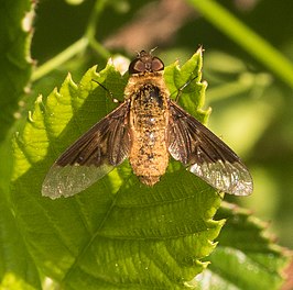 Chrysanthrax cypris