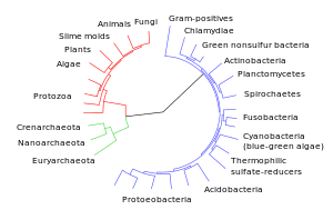 A phylogenetic tree showing the three-domain s...