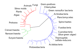 A phylogenetic tree showing the three-domain system. Eukaryotes are colored red, archaea green, and bacteria blue. CollapsedtreeLabels-simplified.svg