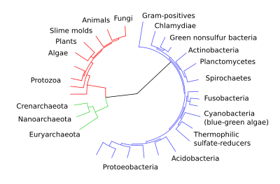 A diagram showing the relationships among various groups of organisms CollapsedtreeLabels-simplified.svg