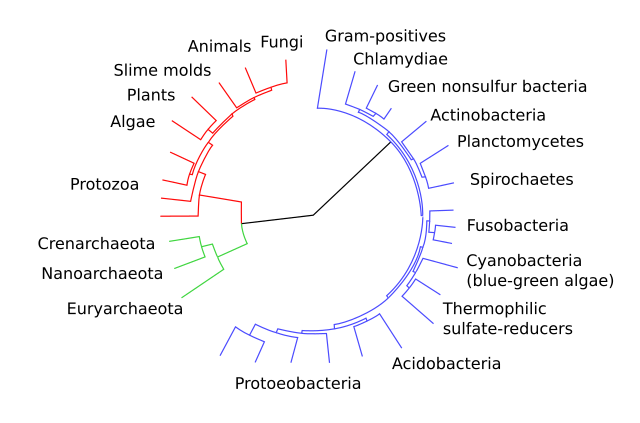 Protocell 意味 英語 辞書 Protocell 日本語 定義