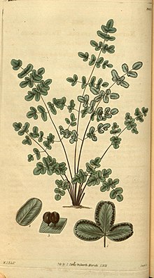 Curtis's botanical magazine (Plate 3055) (8411478488).jpg