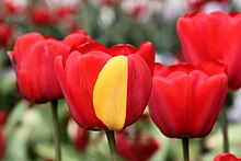 A red tulip exhibiting a partially yellow petal due to a mutation in its genes Darwin Hybrid Tulip Mutation 2014-05-01.jpg