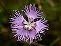 Dianthus hyssopifolius