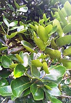 Detail of the dark, leathery, rectangular leaves