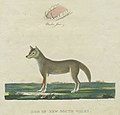 Primera il·lustració d'un dingo feta pels europeus l'any 1789.