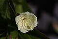 Epilobium luteum 8191. 
 JPG