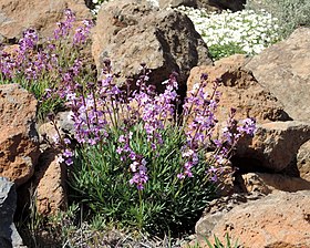 Erysimum bicolor