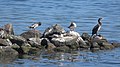 Gänsesäger und ein Kormoran bei der Gefiederpflege an der Mündung der Hunau in die Ostsee