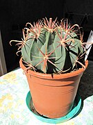 Ferocactus