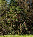 Fleischrote Rosskastanie Aesculus × carnea