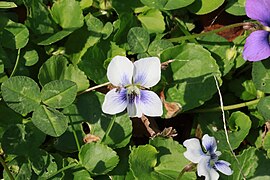 Common blue violet