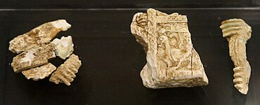 Fragments d'un cercueil en ivoire