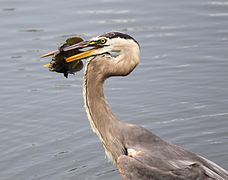 Specialist: a great blue heron with a speared fish