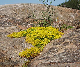 Общий вид группы цветущих растений. Швеция
