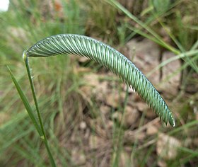 Harpochloa falx