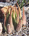 Haworthia minima