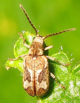 Díszes álszú (Ptinomorphus imperialis)