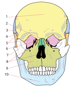 Human skull front bones numbered