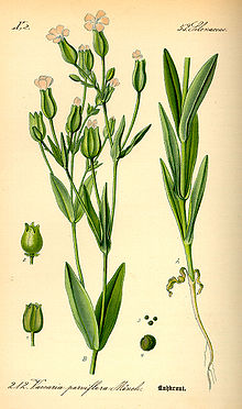 Vaccaria hispanica (kúajurt)