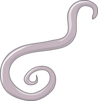 An Ascaris lumbricoides.