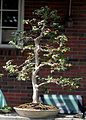 Jaboticaba bonsai