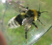 Jordgjøkhumle-m Bombus bohemicus.jpg