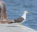 Miniatura para Larus fuscus