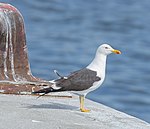 Artikel: Alfabetisk lista över fåglar i Sverige