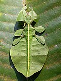 Miniatura para Phylliidae