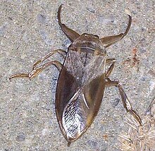 Lethocerus americanus23.jpg