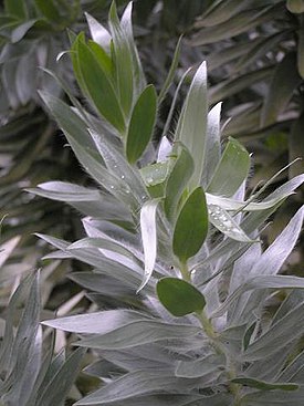 Leucadendron.